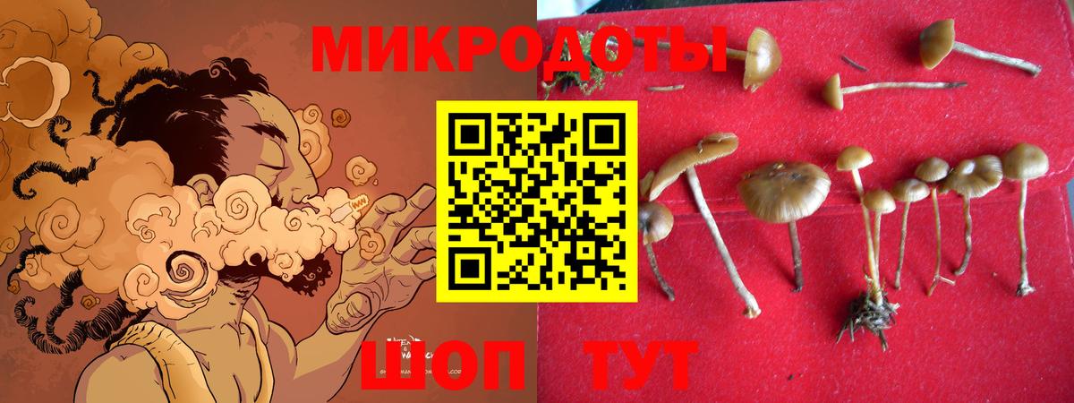 Галлюциногенные грибы Psilocybine cubensis Ессентуки